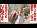 棄てられ保護子猫、回復を見せて家猫修行を開始する  The legendary boss cat 'Yongo/Kuro' Ep.32(and the rescued kitten)