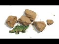 Dinosaur Excavation Kit