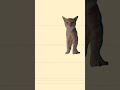 My anzo Did Something Unexpected 😂 #catsofyoutube #funnycats #meow #Anzo #CatLife #PetLover