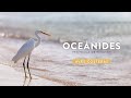 Oceánides | Península de Yucatán: Aves costeras.