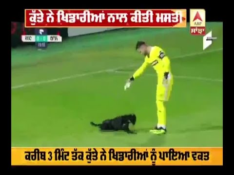 funny-football-moments-:-dog-enter-in-football-ground-during-match