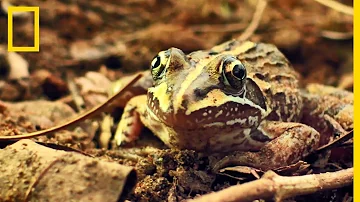 Comment les grenouilles font pour sauter ?