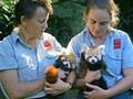 Save the red pandas