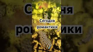 Перепады настроения #близнецы #дева #водолей #лев #козерог #скорпион