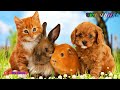 cats and dogs(котики та песики)