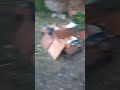 Momento destacado de transmisión en vivo
