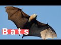 Bat facts