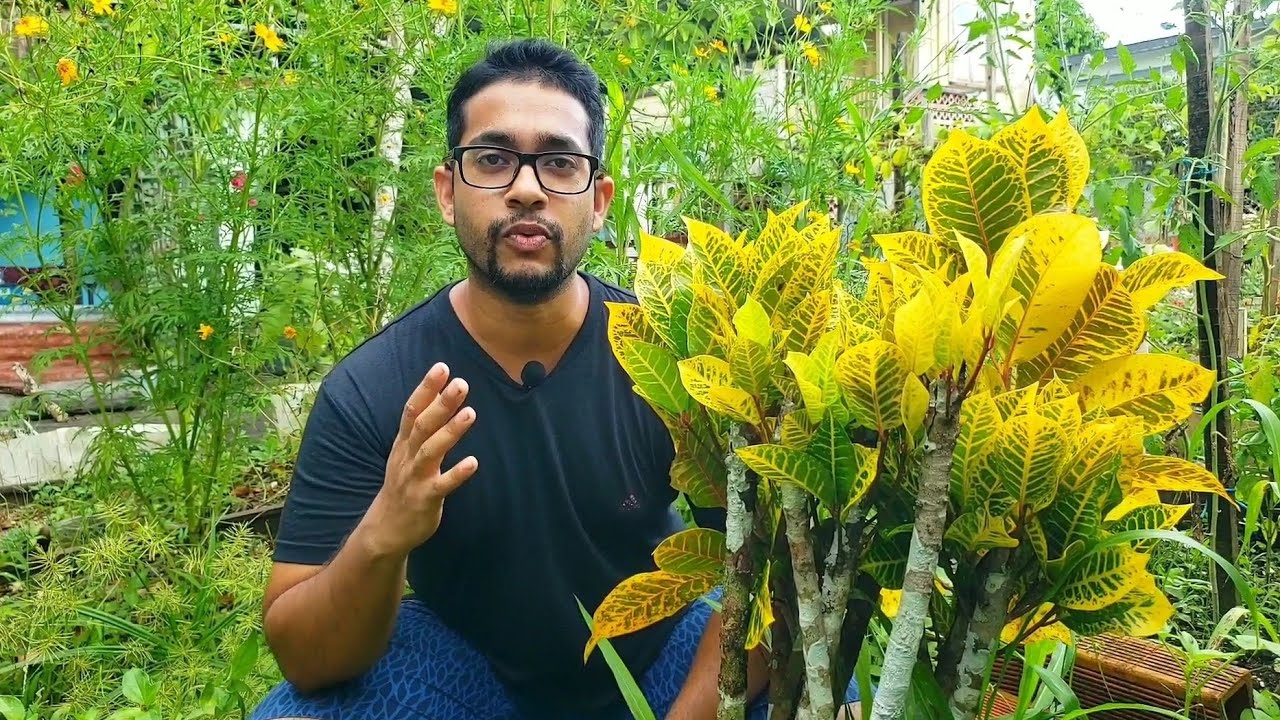 Grow Sweet Potatoes! Sweet Potato Growing Guide. | Gardening in Trinidad and Tobago