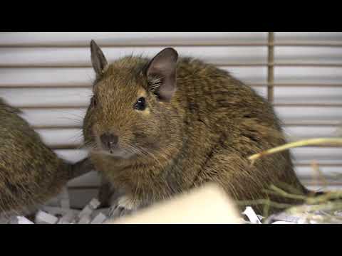 Video: How To Tell A Degu