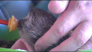 An adorable close-up of Miss Leslie feeding baby sloth Robin!   😊😊  Recorded 12\/18\/22