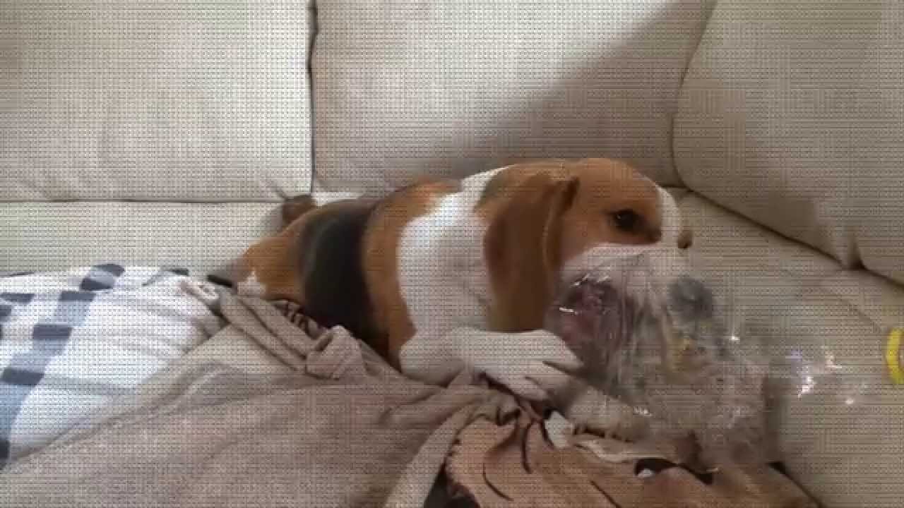 ⁣BEAGLE vs PLASTIC BOTTLE : Cute Dog Louie The Beagle