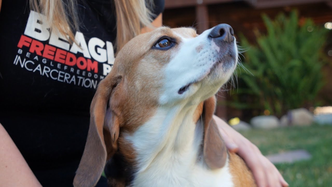 Our Values are in our Products: Fighting Animal Testing