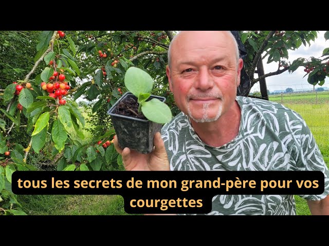 Cultivez des courgettes cet été : secrets pour une récolte généreuse