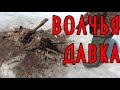 ЗАДАВЛЕННЫЙ ВОЛКАМИ САМЕЦ ИЗЮБР. ВСЁ, ЧТО ОСТАЛОСЬ.