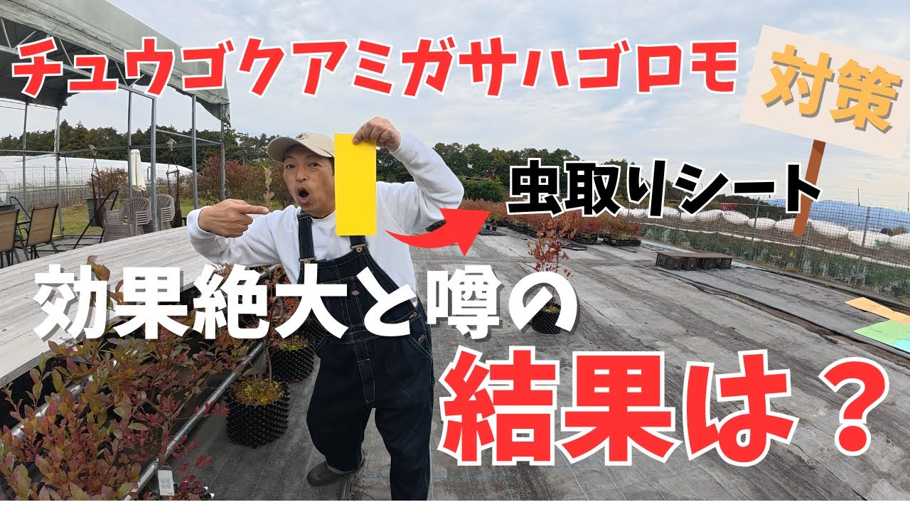 【チュウゴクアミガサハゴロモ対策】効果絶大と噂の粘着虫取りシートの効果は？