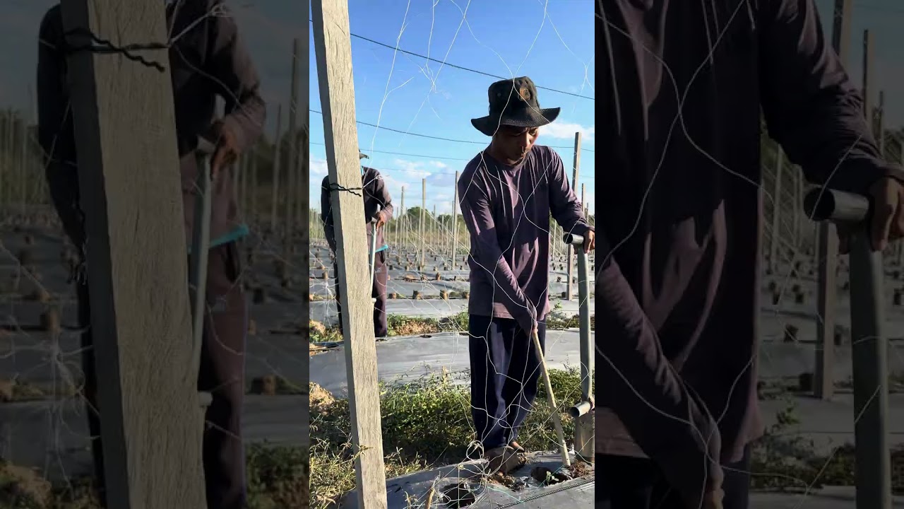 បច្ចេកទេស 