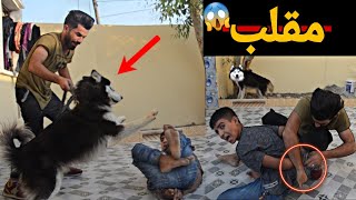 اقوى مقلب بحمودي ويا كلبي ماكس🐕راد يعضه كارثة😱(:؛#حيدرالنسر؛:)