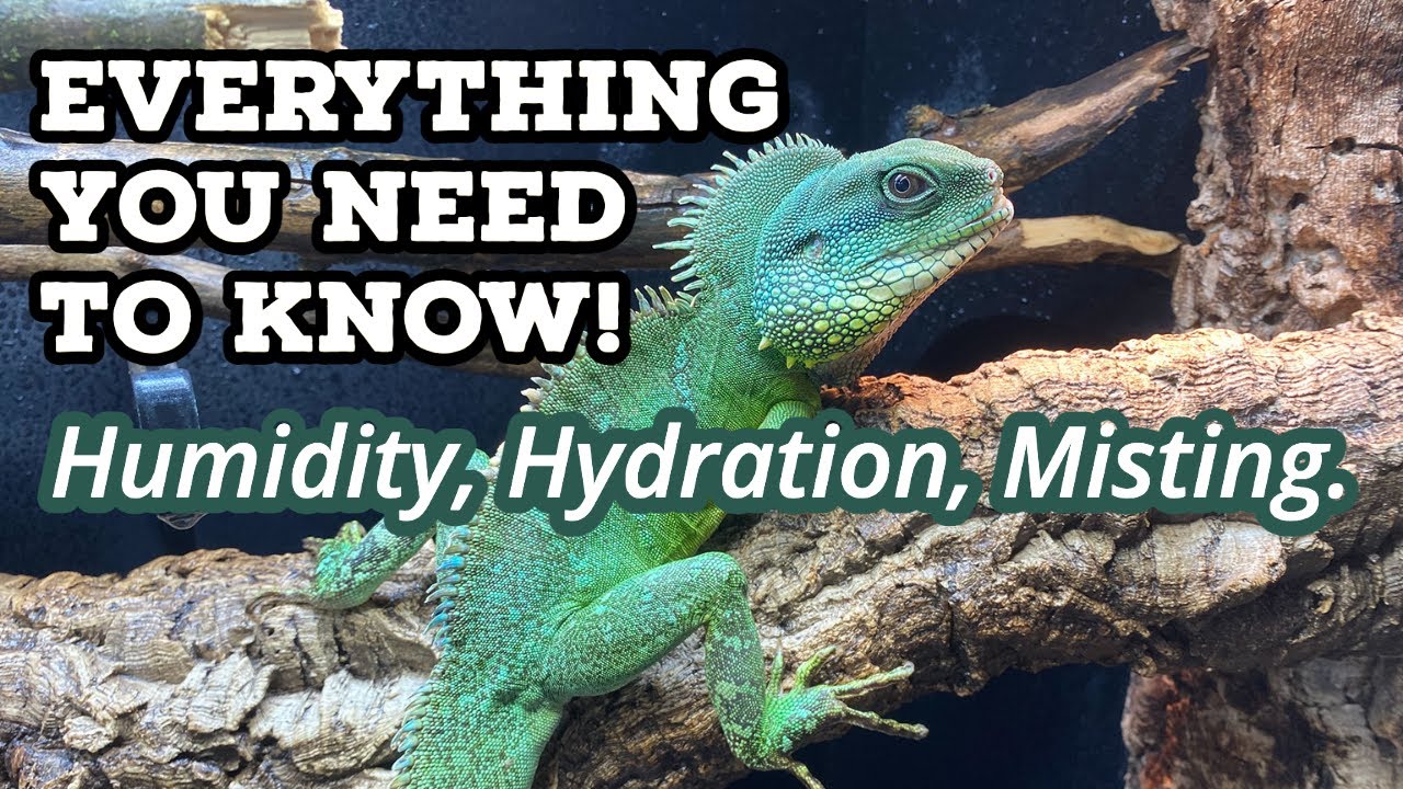 Humidity for Chinese Water Dragons YouTube