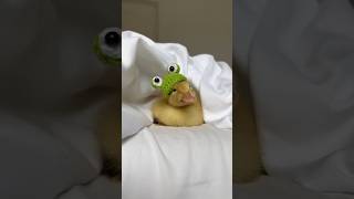 Funniest Ducks Videos Compilation 2023 #shorts