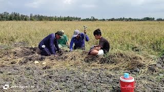 Download Lagu Giữa Đồng Lúa Ché Còn Nhiều Chuột Ngon Xào Làm Lai Rai... Kiệt Làng Quê... MP3 Download Lagu Giữa Đồng Lúa Ché Còn Nhiều Chuột Ngon Xào Làm Lai Rai... Kiệt Làng Quê... MP3