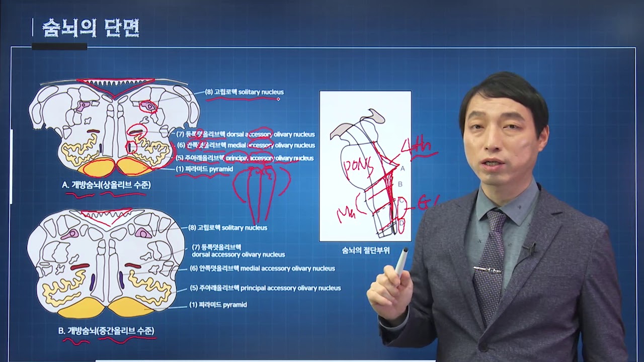 신경과학(신경해부학) 25강 숨뇌 medulla oblongata 연수 - YouTube