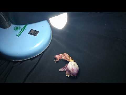 Mengamati sel epidermis menggunakan mikroskop sederhana - Nabila XI-MIPA