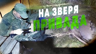 ПРИВАДА на ЗВЕРЯ.