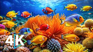 Animals of the Ocean 4K - Colorful Sea Life Video 🐠 Beautiful Fish Swimming & Deep Sleep Music