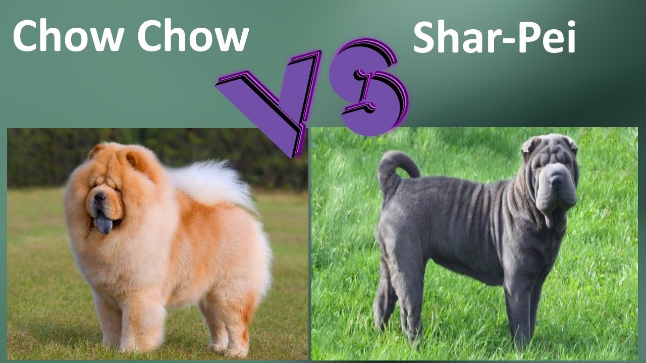 Chow Chow VS Shar Pei - Breed Comparison - Shar Pei and Chow Chow  Differences - YouTube