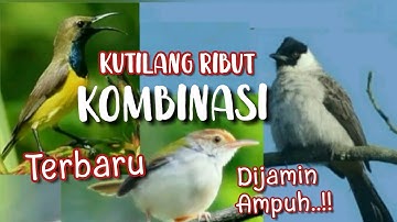 Suara Pikat Kutilang Ribut Kombinasi Sogon Dan Prenjak