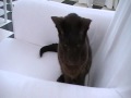 Havana Brown cat Stimpy の動画、YouTube動画。