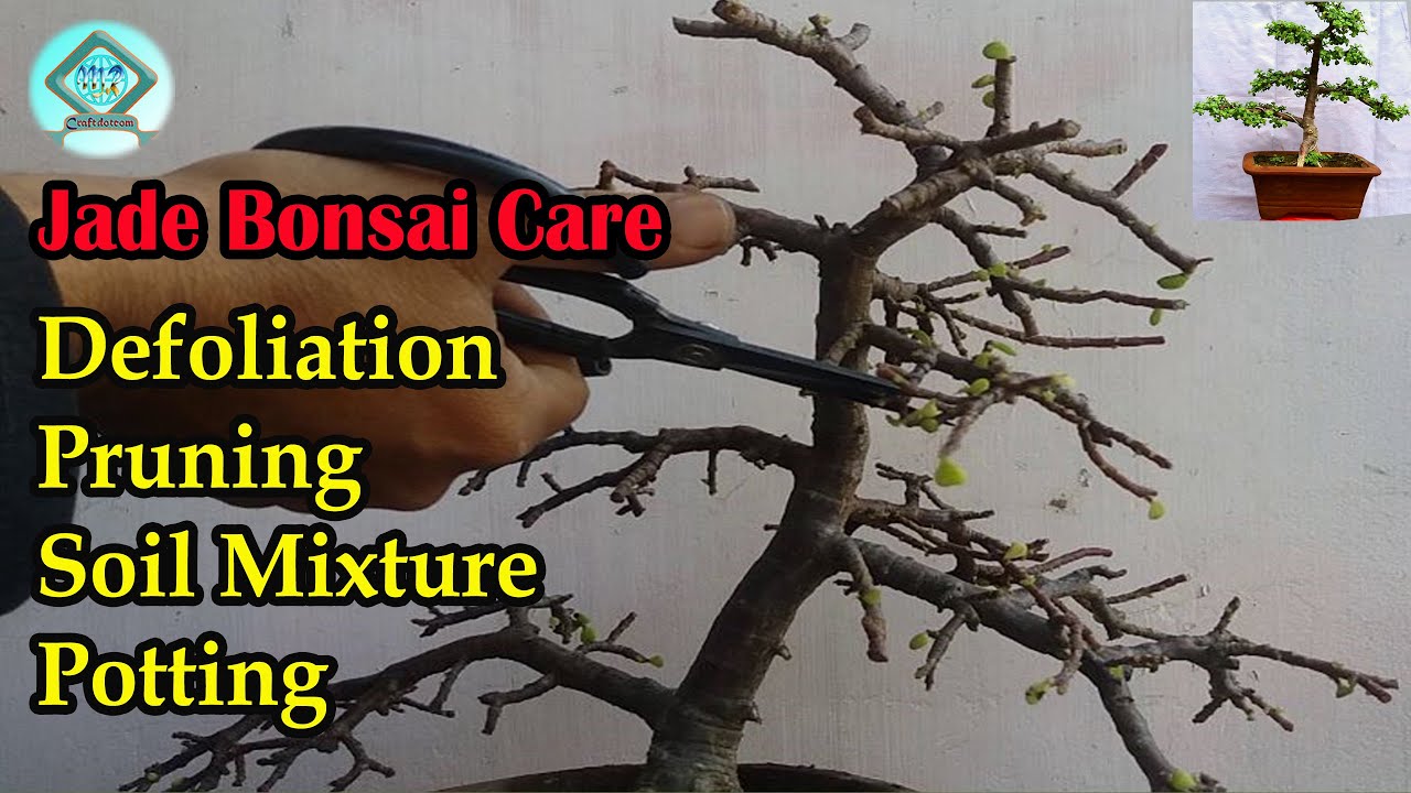 Jade Bonsai Defoliation জেড বনসাই ডিফলিয়েশন Jade Bonsai Care How