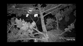 Great Horned Owl visit - explore.org - Trempealeau Eagles, Raptor Research Project