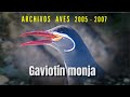 GAVIOTÍN MONJA - Archivos Aves 2005 - 2007