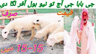 Nari Farm Ky High Class Kakki Billi Mundri Sheeps | Buchan Wali Mundri Sheep  | Nadir Baloch Farm