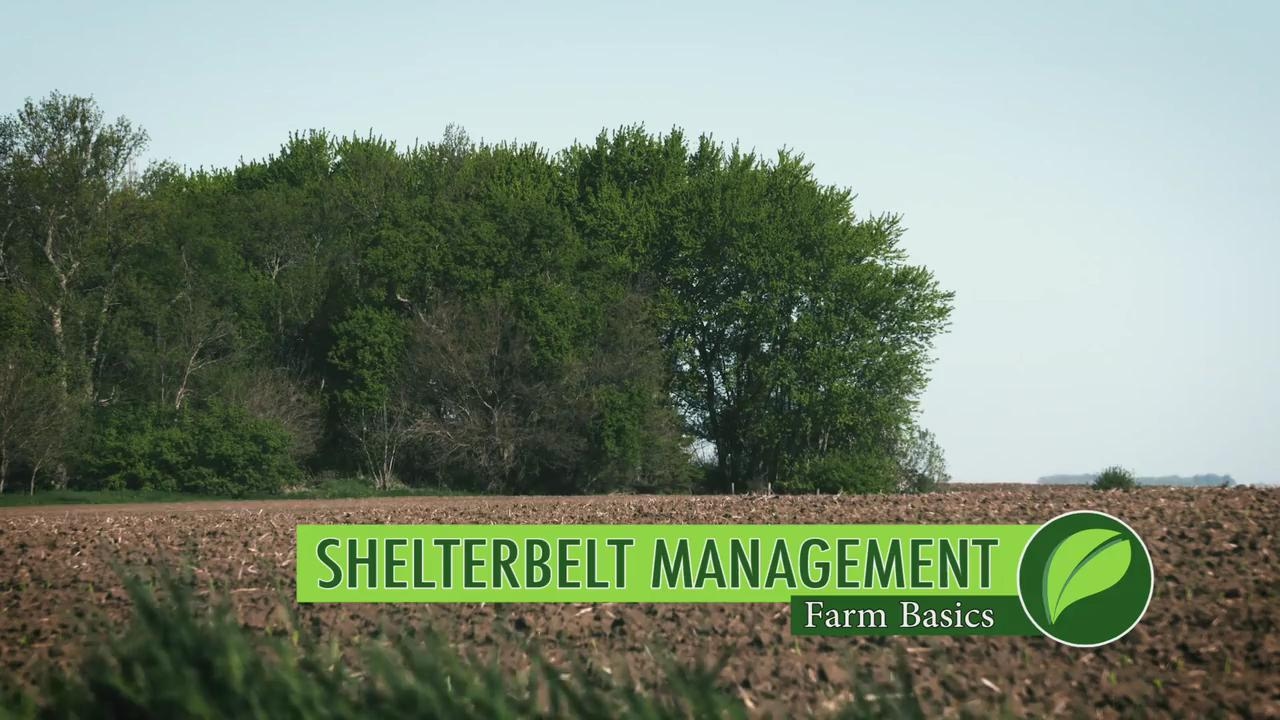 Farm Basics 999 Shelterbelts (Air Date 52817) YouTube