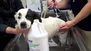 Bringing Home Sheila, Dalmatian English Setter Mix Rescued from DeathRow in Miami