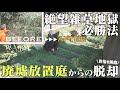 【後半】グランドカバーで雑草に勝利🏆荒れ果てた庭が素敵ガーデンへと生まれ変わる瞬間。