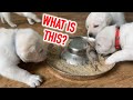 PUPPIES' FIRST FOOD! Adorable Labrador Puppies get their FIRST taste of solid food!