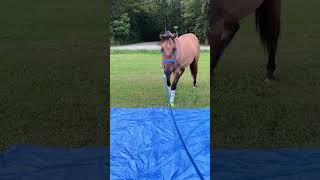 Epic Horse Fails 2026 🤣🐎 | Animal Fails Network #shorts #funnyanimals #animalfail