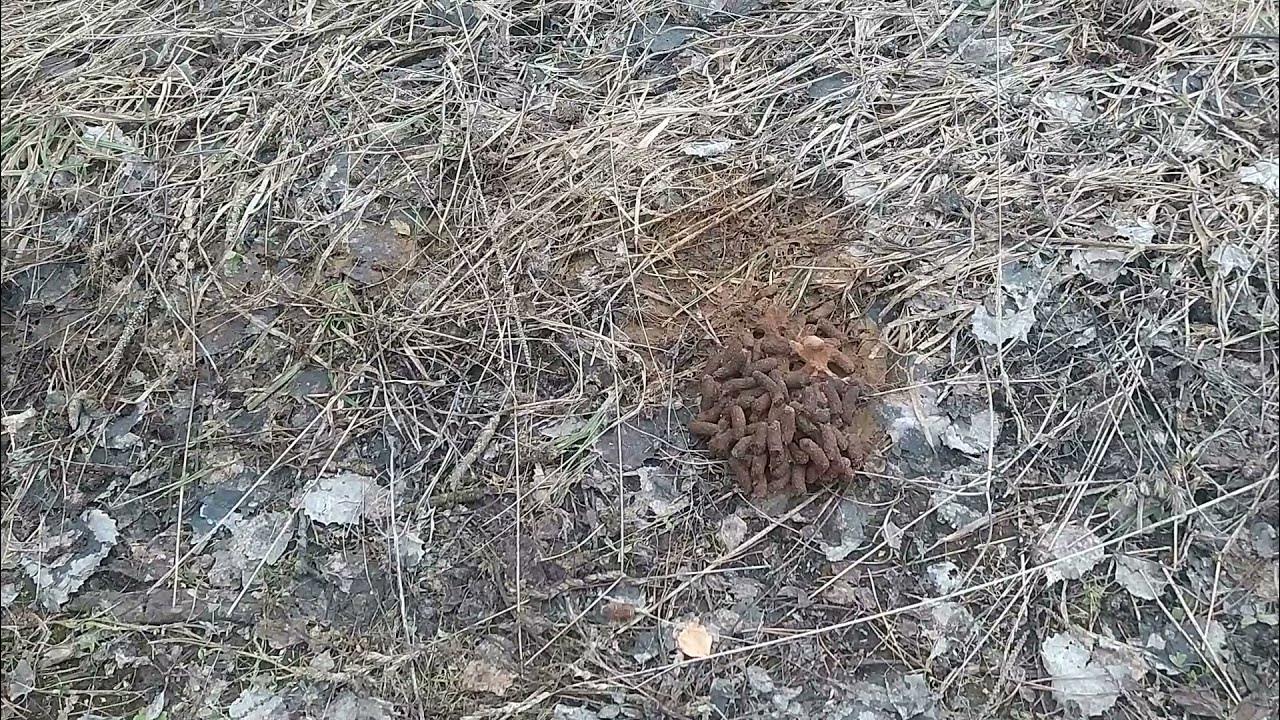 ЧЬИ КАКАШКИ В ЛЕСУ? - YouTube