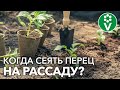 НЕ СЕЙТЕ ПЕРЕЦ СЛИШКОМ РАНО! Оптимальные СРОКИ ПОСЕВА + Секреты быстрого прорастания семян