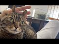 凶暴猫のお耳を触って遊んでいたら...