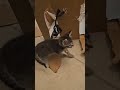 Pure Bliss! Adorable Kitty Moments That Will Melt Your Heart ❤️