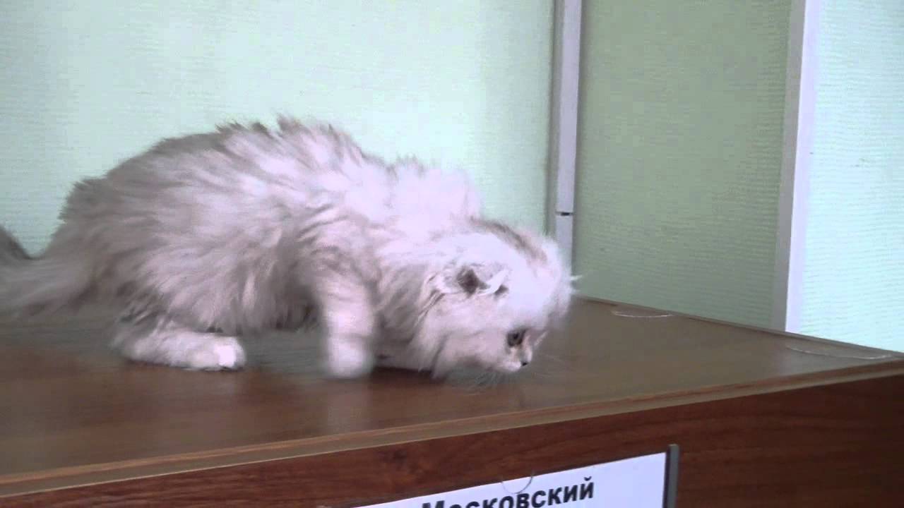 camera iphone 8 plus apk Бонифаций Серебряный коготь котенок скоттиш-фолд-хэри