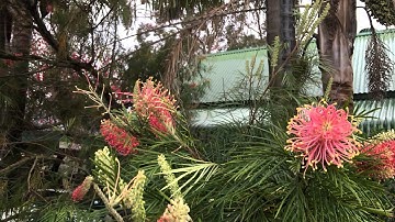 4K video test from iPhone 6S (Plus)