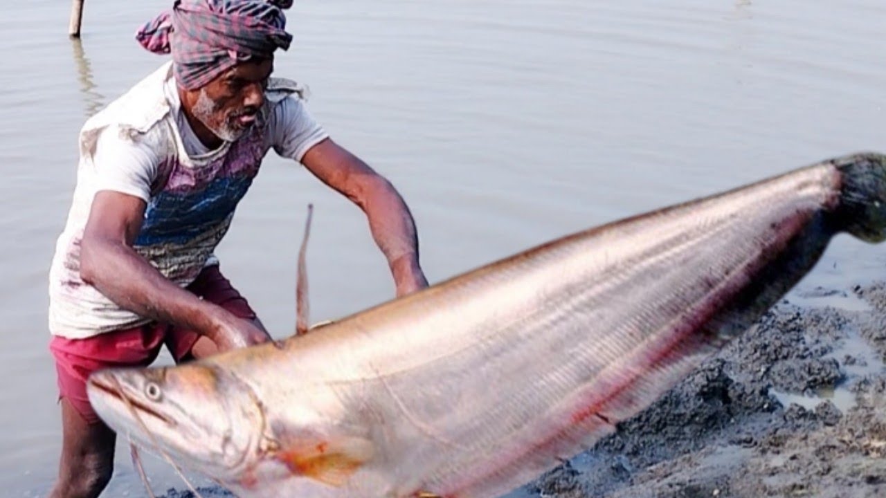 🐟 Desi koi boal horn fish caught a lot of fish by hand / দেশী কৈ বোয়াল ...
