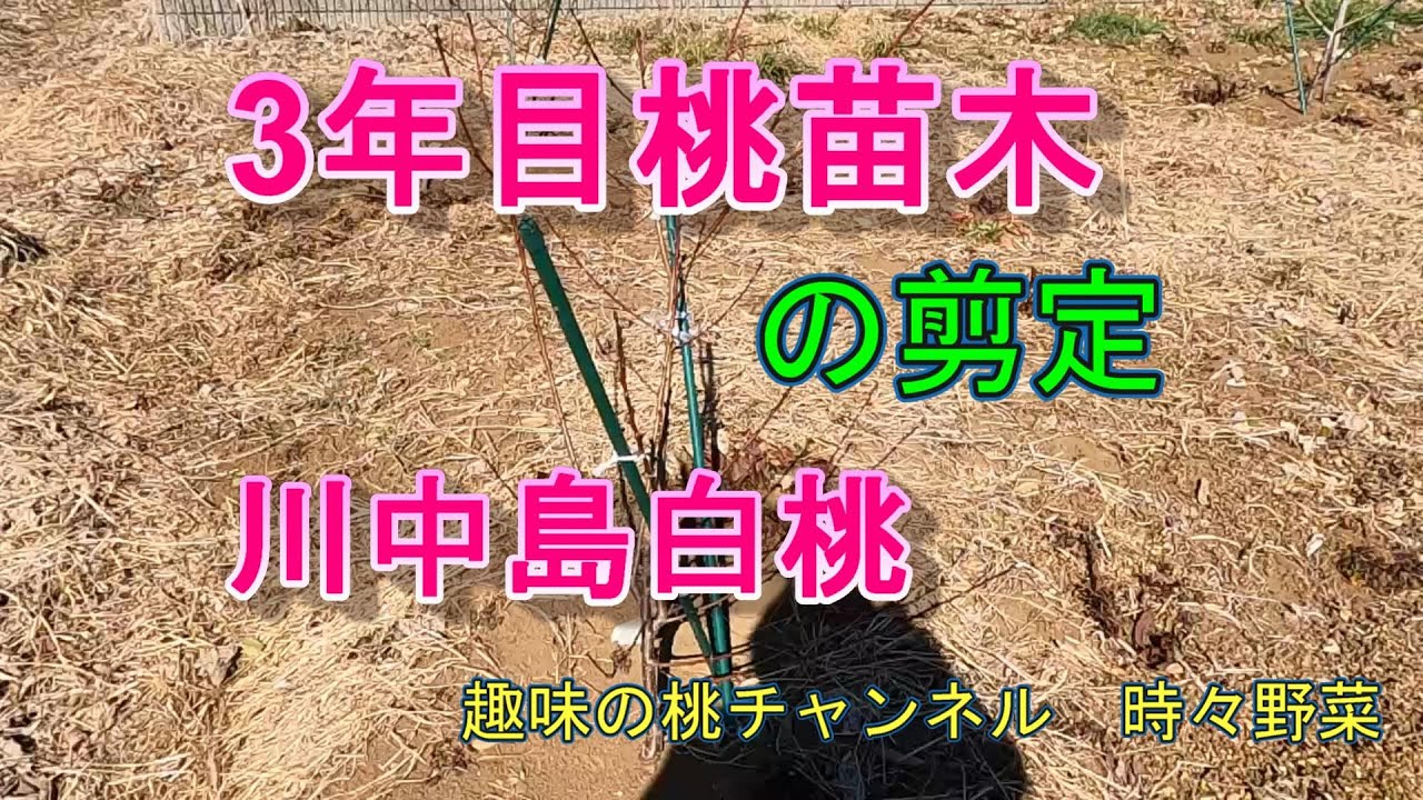 Pruning a 3-year-old peach sapling. The variety is Kawanakajima