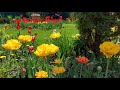Мой весенний сад//Тысячи тюльпанов подарили свою красоту!🌱🌷🌷🌷