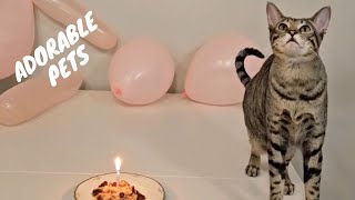 Hilarious Dog and Cat Comedy Compilation Guaranteed to Brighten Your Day! || PETASTIC 🐾 by PETASTIC 655 views 3 months ago 12 minutes, 31 seconds